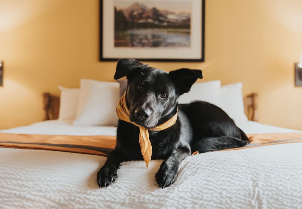 Pet-friendly