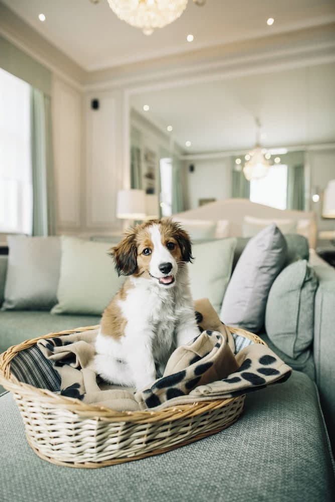 Pet-friendly