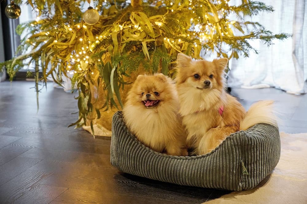 Pet-friendly