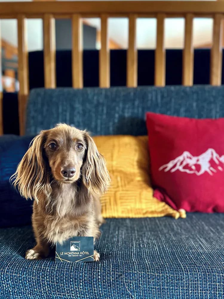 Pet-friendly