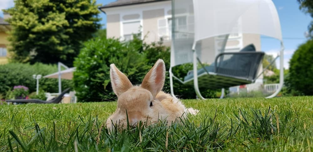 Pet-friendly