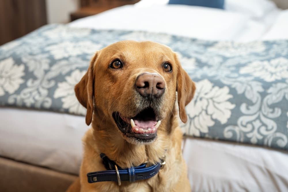 Pet-friendly