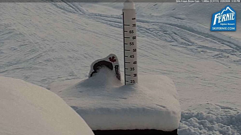 Fernie: Griz Fresh Snow Cam