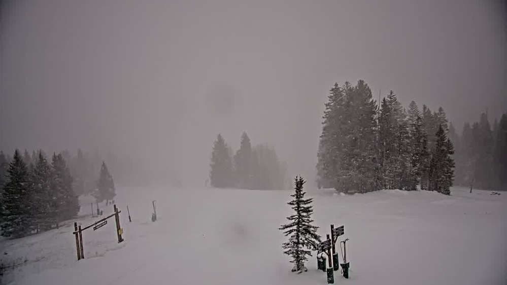 Spruce
