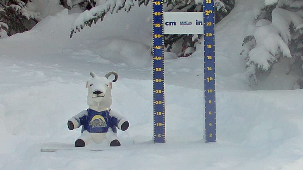 Storm Board & Vincent Van Goat Cleared Daily at 3PM Cam